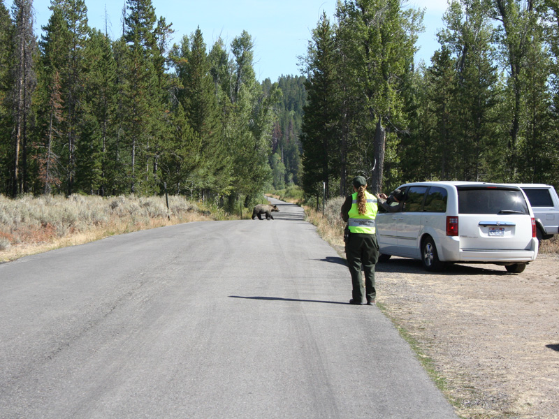 Grizzly crosses the road.