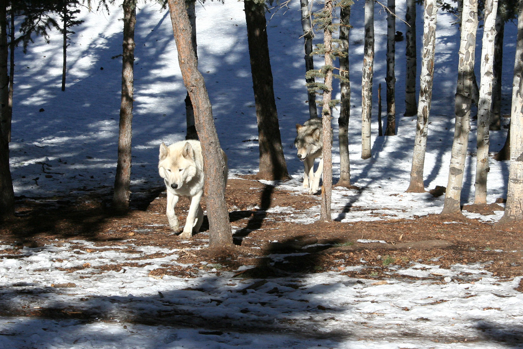 Here come the wolves...