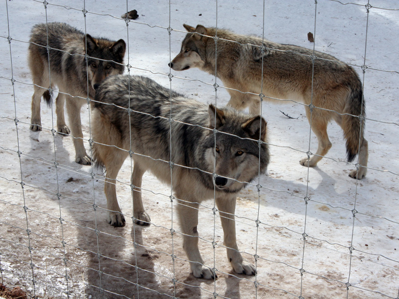 The wolves of the Colorado Wolf and Wildlife Center...