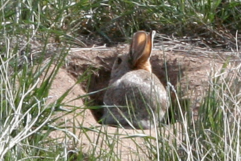 Rabbit sitting in the entrance to his burrow