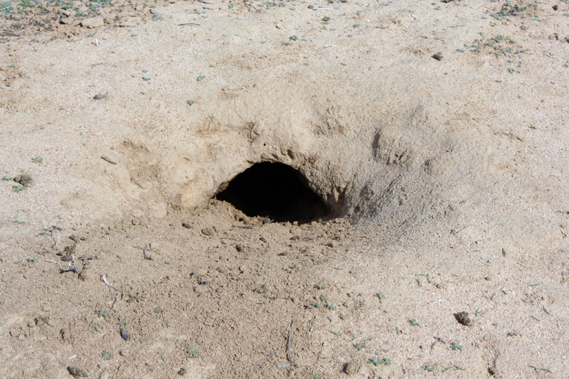 Prairie Dog Tunnel