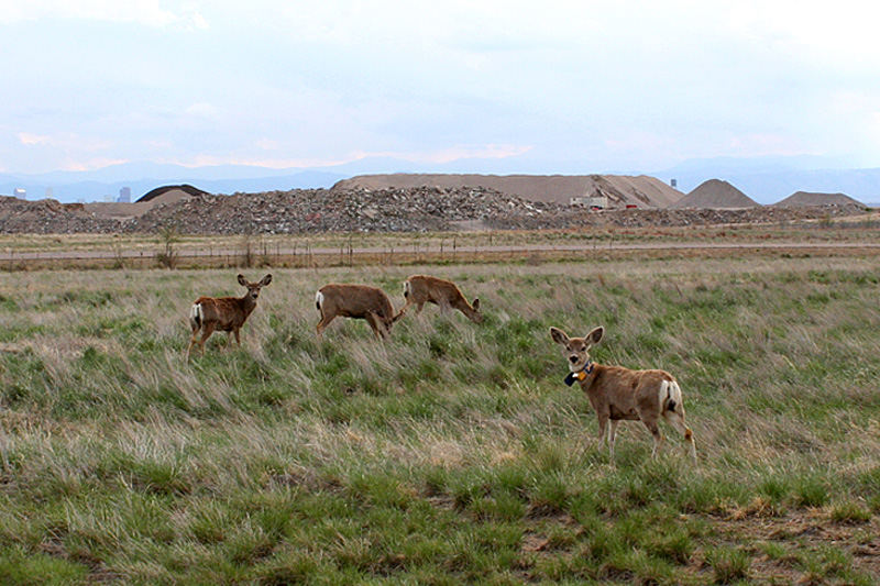 Mule deer grazing