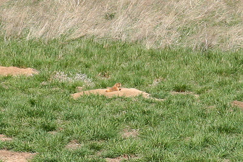 Prairie Dog keeping watch