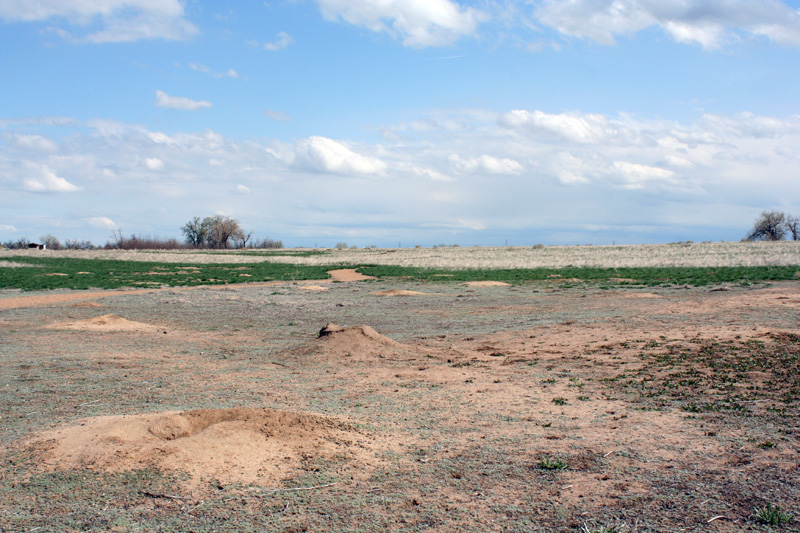 Prairie Dog Town