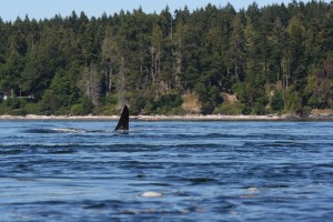 Killer Whale Dorsal Fin